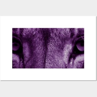 Lion Eyes (Purple) Posters and Art